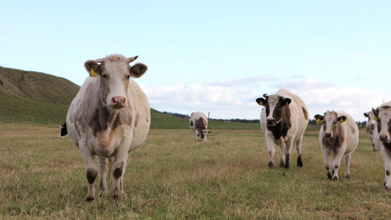 Det Dyreetiske Råd gentager i en nylig udtalelse anbefalingen fra 2021 om, at der ikke skal herske særregler om dispensation for naturnationalparker i Danmark. Arkivfoto