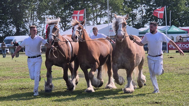 Over 700 dyr stiller i år til bedømmelse på Hjørring Dyrskue. Arkivfotos: Tenna Bang