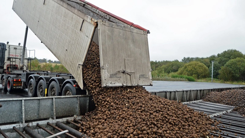 Europæisk overproduktion af kartofler har udløst priskollaps på pomfritmarkedet og skaber også pres på danske avlere. Arkivfoto