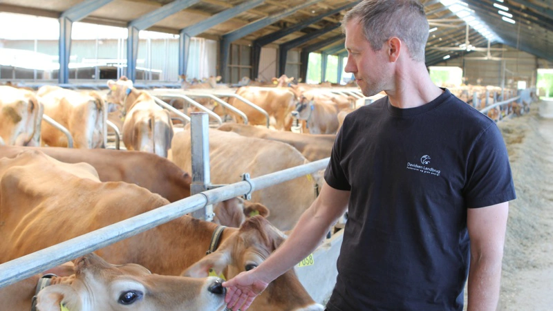 Flere forbund har varslet sympatikonflikt imod Davidsen Landbrug ejet af Kent Davidsen. Derfor sender arbejdsgiverforeningen KA nu sagen til hastebehandling i arbejdsretten. Arkivfoto: Anne Wolfenberg