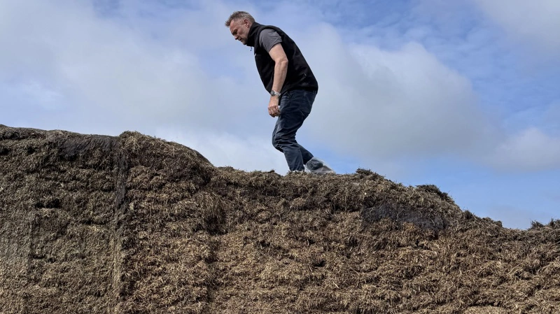Analyser som Alltech 37+ kan påvise op til 54 individuelle mykotoksiner i grovfoder, herunder Penicillium-toksiner, som, ifølge Alltech Danmark, er det mest almindelige lagerskadetoksin i de danske ensilageprøver.
