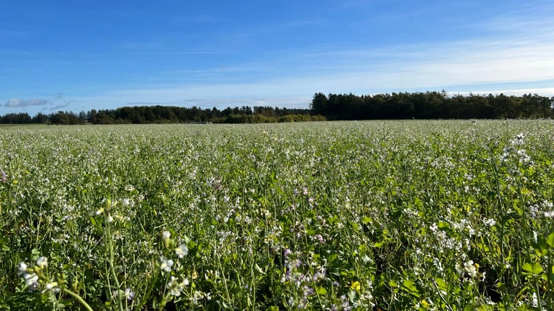 Hvert år etablerer danske landmænd tusindvis af efterafgrøder. Arkivfoto: Kasper Stougård