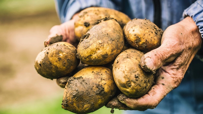 Smedsgaard Agro køber 270 hektar ved Bækmarksbro og styrker grundlaget for kartofler med mindre afhængighed af lejejord. Foto: Colourbox