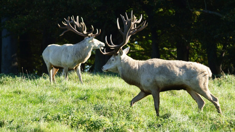 Det er planlagt, at der i naturnationalpark Gribskov på 1.300 hektar skal udsættes 50 stude, 450 kronhjorte (indfanget i Dyrehaven), 250 dådyr, 100 rådyr, 50 sikahjorte og 10 elge. Foto: Colourbox