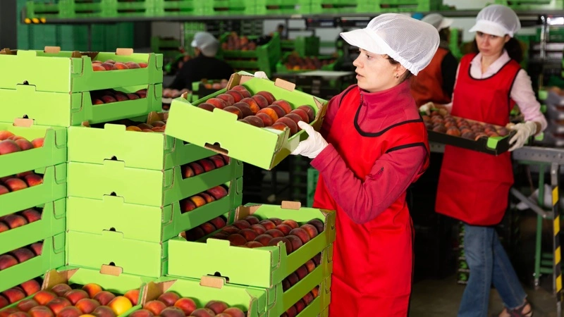 Modificeret ler kan opsamle ethylen og forlænge holdbarheden på frugt og grønt under transport. Foto: Getty Images