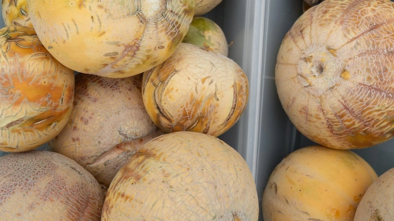 Melonsorten Wests er forædlet i Danmark. Her er det dog meloner fra NordGens pilotforsøg sidste år. Foto: NordGen