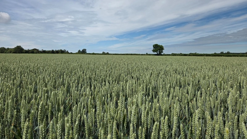 De såkaldte mark-mykotoksiner, som DON og zearalenon, stammer fra Fusarium-svampe. De udvikles typisk i blomstringsperioden om foråret og afhænger i høj grad af vejrforholdene i det enkelte område. Foto: Camilla Bønløkke