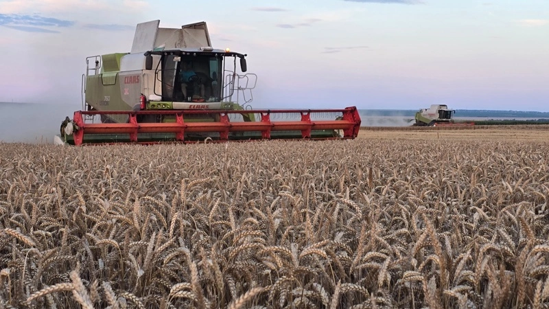 Onsdag aften er Vasil Tanevs to Claas Lexion mejetærskere i fuld gang med den første vinterhvede. Fotos: Jørgen P. Jensen