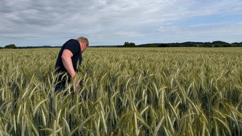 Hos Anders Jokumsen har triticale skubbet andetårshvede ud af markplanen. Her befinder han sig i opformeringsmarken med den nye sort fra Sejet, der bærer navnet Tirrano. Fotos: Kasper Stougård