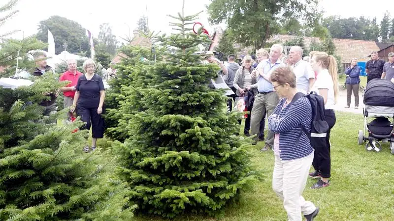 Hver den tredje torsdag i august samles fagfolk i juletræsbranchen fra hele Europa til Langesømessen ved Odense. På torsdag kan de forventede 3.000 besøgende glæde sig til en række nye tiltag såsom et skovspor, foredragstelt og en ny indgang. Arkivfoto