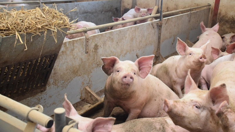 Danish Crown sænker grisenoteringen med 40 øre til 8,50 kroner pr. kilo som følge af et fortsat stort overudbud af grisekød og et presset europæisk marked. Arkivfoto: Anne Wolfenberg