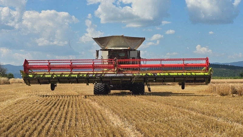 Tre nye Lexion 8900 med 45-fods skærebord – flagskibet inden for Claas' mejetærskere – er netop startet på Grand Agro-farmens 3.000 hektar vinterhvede. Fotos: Jørgen P. Jensen