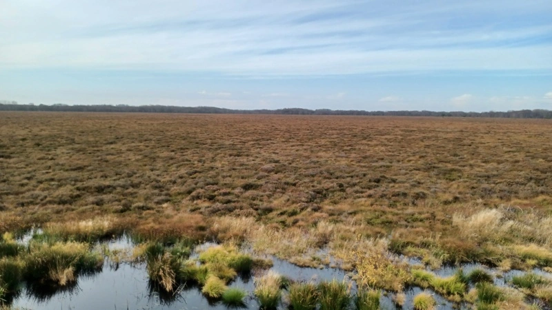 Bliver projektet i Store Vildmose gennemført, vil det reducere udledningen af CO2 med omkring 70.000 ton årligt. Arkivfoto: Diana Vigah Adetsu via imaggeo.egu.eu