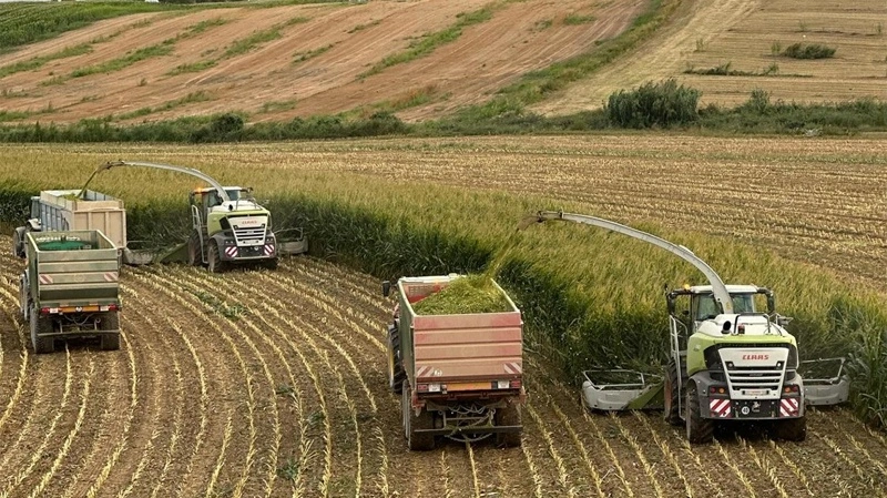 Spanien vil styrke landbrugets andelsselskaber med lempede regler og millionstøtte til større kooperativ vækst. Arkivfoto: Niels Damsgaard Hansen