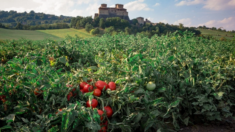 Tomatproducenten Mutti vokser 33 procent i Danmark og tager førerpositionen på tomatmarkedet med 21 procent markedsandel. Fotos: Mutti