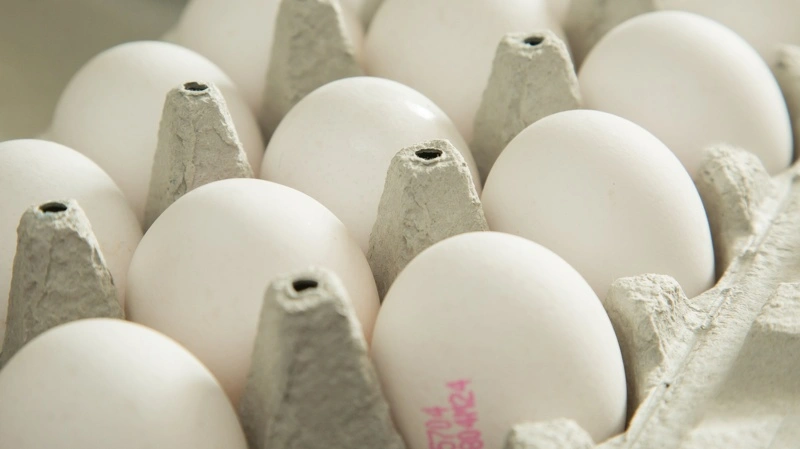 Ifølge lektor Jens Peter Christensen fra Københavns Universitet er danske æg blandt de sikreste valg, fordi danske producenter tester langt oftere og bredere for salmonella end de fleste andre EU-lande. Foto: Colourbox