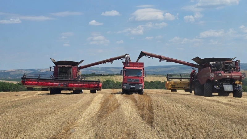 Årets høst startede i går på den 5.000 hektar store Desislava-farm i det nordlige Bulgarien. Fotos: Jørgen P. Jensen