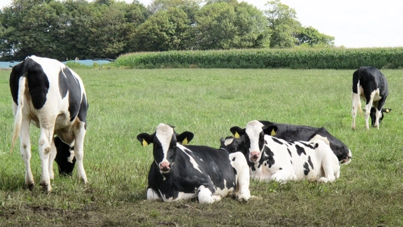 Danmark opnåede officiel BVD-fri status i EU i 2022. Sygdommen kræver dog fortsat opmærksomhed, fordi sporadiske tilfælde kan forekomme. Arkivfoto: Camilla Bønløkke