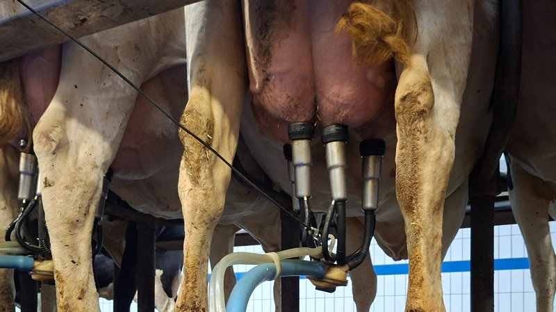 BouMatic vender milliontab til overskud, men rammes fortsat af lagernedskrivninger og misser egne forventninger. Arkivfoto: BouMatic
