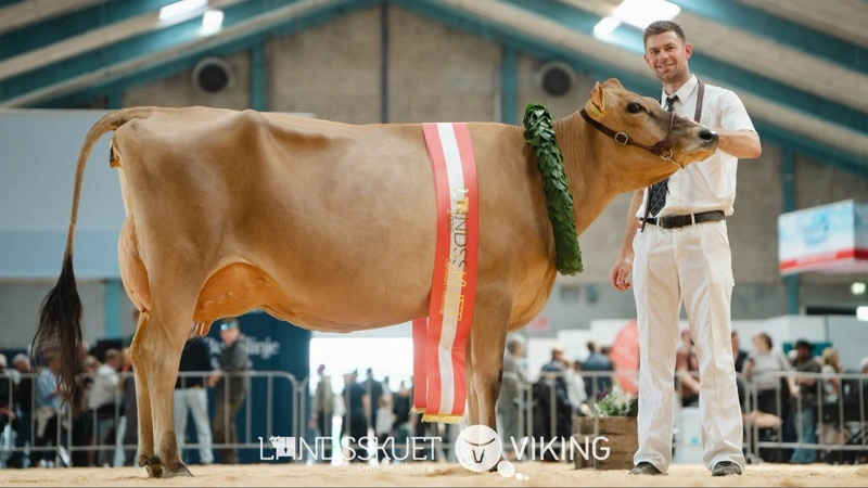 Miss Danmark 2026. En 2. kalvsko fra Adelgaard Jersey, Skjern. Foto: VikingDanmark