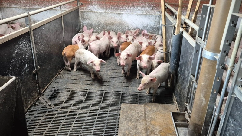 Det europæiske marked for slagtegrise er præget af lavere udbud efter hedebølgen, men et trægt kødmarked holder fortsat priserne nede flere steder. Arkivfoto: Tenna Bang