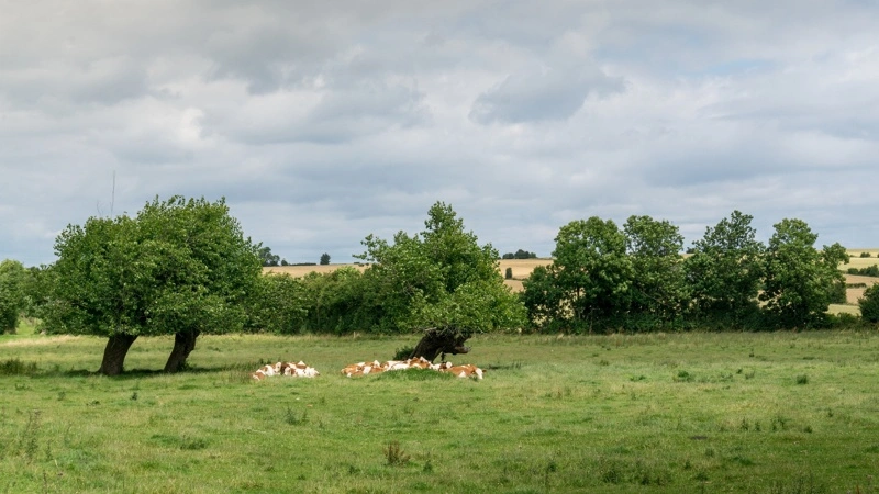Politikerne på Ærø ønsker at omdanne Stokkeby Nor til vådere natur med højere sommervandstand, afgræsning og nye vandhuller. Hovedparten af lodsejerne vil dog hellere sælge jord eller have erstatningsjord end modtage kompensation for værditab. Foto: L-BBE via Wikimedia Commons