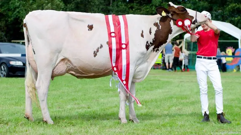 På Aulum Dyrskue blev bedste yngre Holstein en ko fra Dueholm ved Skive. Fotos: Jesper Kjær
