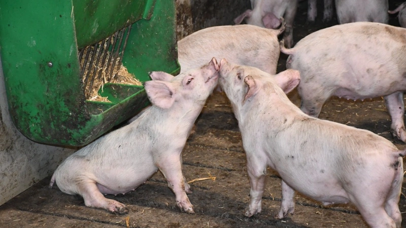 EU-Kommissionens nye husdyrstrategi fremhæver husdyrproduktion som en del af Europas fødevareforsyning og beredskab. Det får Landbrug & Fødevarer til at efterlyse samme balance i den danske debat. Arkivfoto: Camilla Bønløkke
