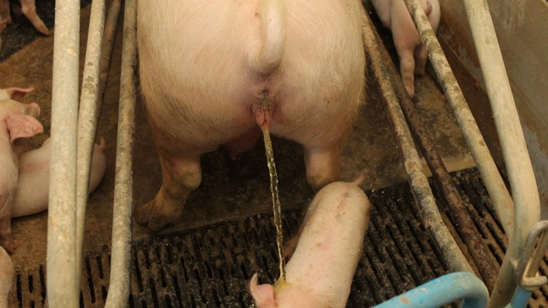 Britiske svinebedrifter bruger strøm fra biogas baseret på svinegylle til at drive computere, der leverer regnekraft til kunstig intelligens og optjener kryptovaluta. Arkivfoto
