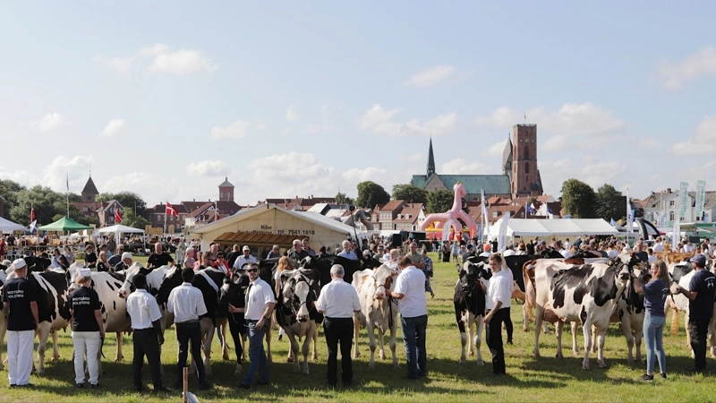 Fredagens dyrskue på Hovedengen i Ribe bliver det hidtil største med 478 dyr. Billedet er fra det hidtidige rekordskue i fjor.