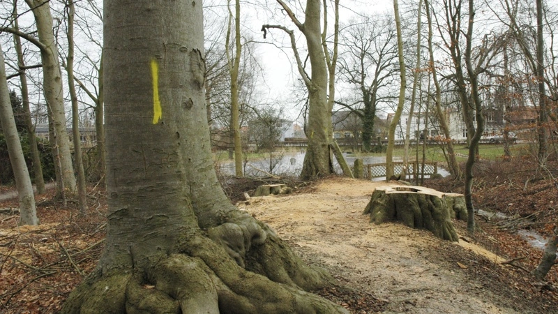 For at undgå en kæmpe regning ved nedfald af træer og grene på Banedanmarks el-ledninger, kan en lodsejer blive tvunget til at fælde gamle træer i et Natura 2000-område. Billedet er fra en anden skov. Arkivfoto