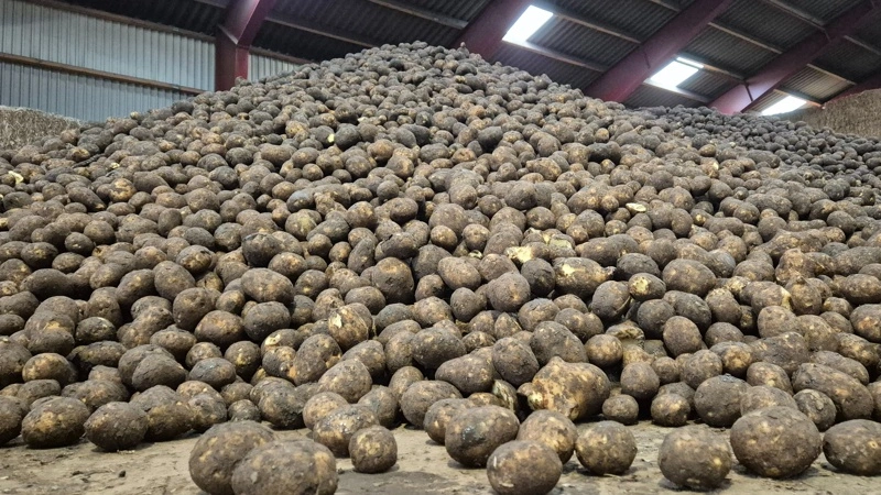 Kartoffelvirksomheden Flensted Food Group har investeret et trecifret millionbeløb i fordobling af sin kapacitet for at være mere konkurrencedygtig. Arkivfoto: Tenna Bang