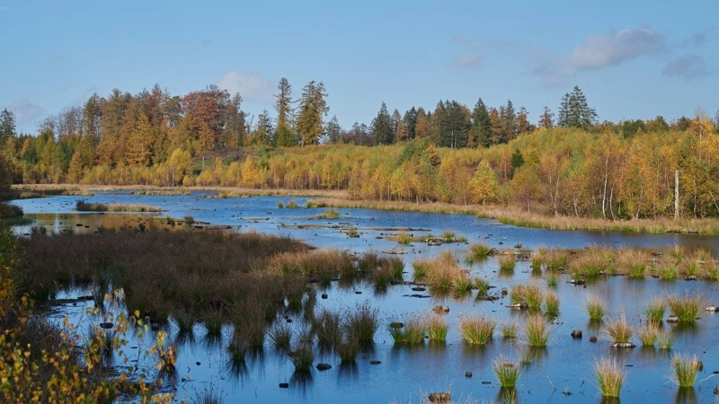 Placeringen af en naturnationalpark i Gribskov i Nordsjælland har både mødt lokal opbakning og lokal modstand. Foto: Colourbox
