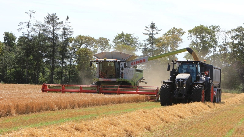 Claas Lexion 780'eren fra Kjærsgaard tygger sig sultent gennem vårbyggen, som tirsdag formiddag ligger på et vandindhold omkring 16 procent. Fotos: Kasper Stougård