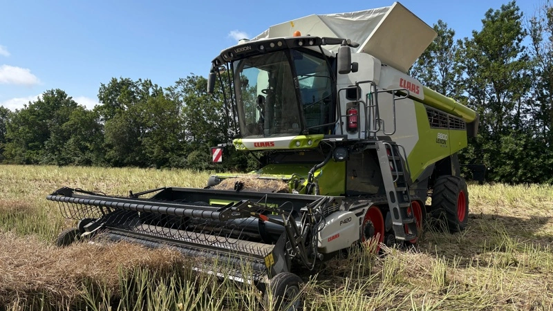 Egebjerggaard Gods høster den skårlagte raps med en nyere Claas Lexion 8800 TT. Foto: Alexander Deigaard Petersen