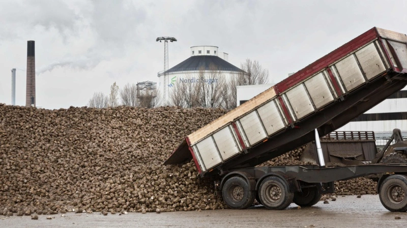 Alle berørte roedyrkere har godkendt forliget med Nordic Sugar, som har udbetalt godtgørelse og afsluttet voldgiftssagen. Arkivfoto