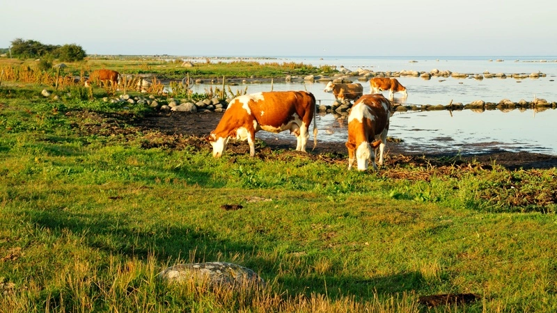 Svensk landmand, der har sine køer græssende langs søbredden ved mangeårig nøgenbadestrand, er kommet i konflikt med nøgenbaderne, efter han har sat hegn op for at dæmme op for henkastet affald og åbenlys sex. Foto: Colourbox