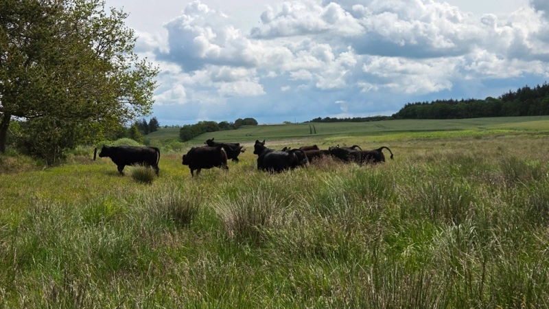 Landbrug & Fødevarer ønsker både bedre rammevilkår for naturpleje og mere fleksible regler for producentskifte i plejegræsordningen. Arkivfoto
