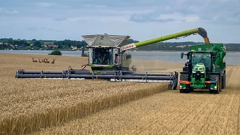 Så smuk kan den danske høst være, når nysgerrige krondyr tilser hvedehøsten langs med Roskilde Fjord, hvor CBR Agro tirsdag eftermiddag tog hul på årets foderhvede. Fotos: Jonas Bastkjær Lundby, Danish Agro