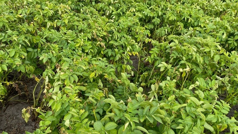 Kartoffelmarker, ikke kun i Europa, men også i Danmark, viser tegn på tørke og begyndende afmodning. Ifølge BJ-Agro er det vigtigt at holde planterne i vækst så længe som muligt for at sikre udbytte og kvalitet. Foto: BJ-Agro