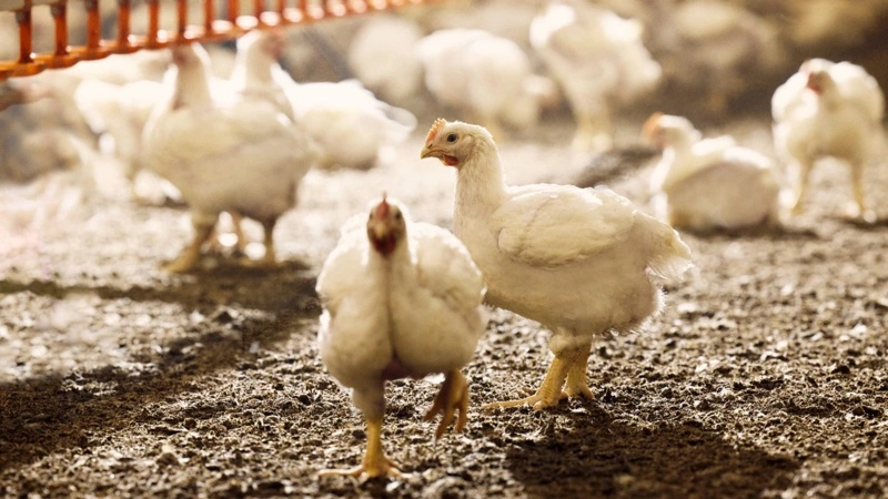 Scandi Standard køber irske Glenhaven Foods for 948 millioner kroner og styrker sin position markant i Storbritannien og Irland fremover. Foto: Scandi Standard