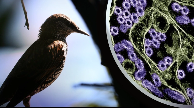 H5N1 spreder sig lokalt blandt vilde fugle i Australien, mens landets fjerkræproduktion foreløbig går fri. Foto: Wikimedia Commons