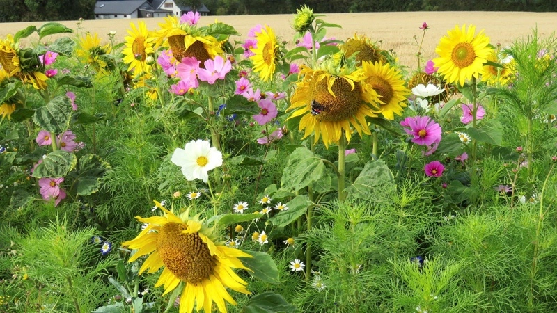 Blomster er en bedre forretning end korn, mener formanden for korndyrkerne i Sverige, som nu har øget sit areal med blomster til 250 hektar. Arkivfoto