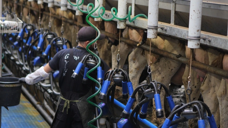 Arla hæver den konventionelle mælkepris med 7,6 øre pr. kg fra august 2026, mens afregningen for økologisk mælk fastholdes uændret. Arkivfoto