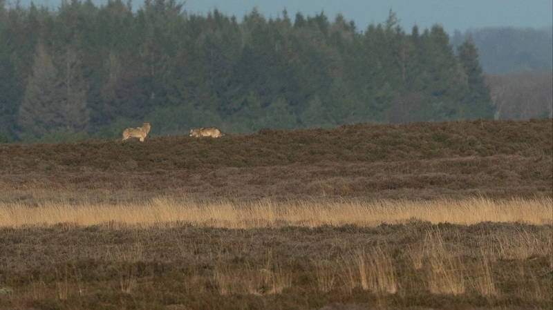 Mange af de billeder, der findes af ulve, er taget på afstand. Men nu kan AI og droneteknologi give bedre viden om ulve og andre rovdyrs adfærd. Arkivfoto: Naturhistorisk Museum Aarhus