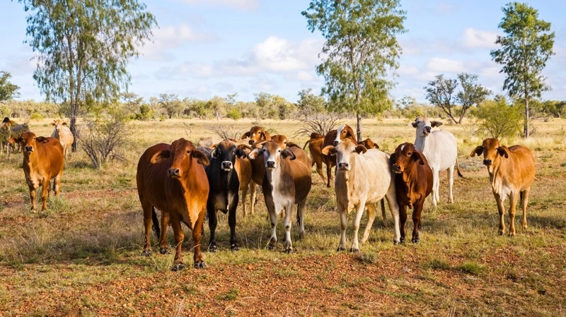 Australien eksporterede 143.962 ton oksekød i juli, mens eksporten til Kina faldt kraftigt efter indførelsen af en told på 55 procent for mængder ud over årets kvote. Foto: Colourbox