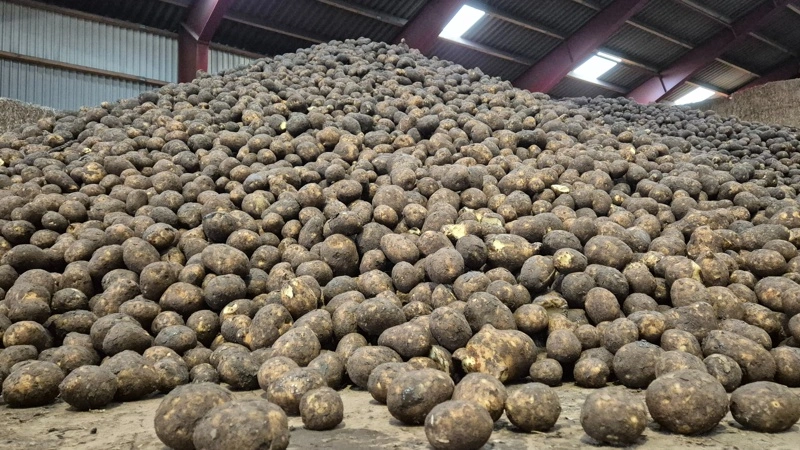 Kartoffelmarkedet kan være på vej mod en strammere balance efter sidste sæsons store overproduktion. Et mindre areal og varmt, tørt vejr har skabt usikkerhed om årets udbytter og sendt priserne op i Nordvesteuropa. Arkivfoto: Tenna Bang