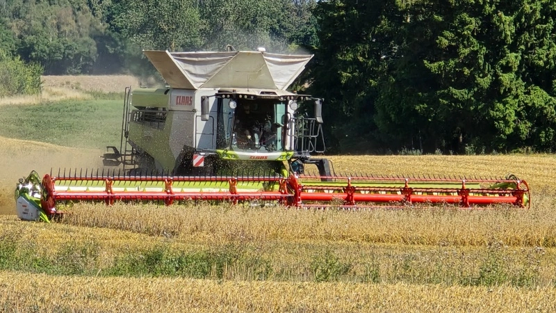 De seks nye Claas Lexion 8800, som DLM anskaffede i starten af juli, har kørt upåklageligt i nu godt en måned. Fotos: Jørgen P. Jensen