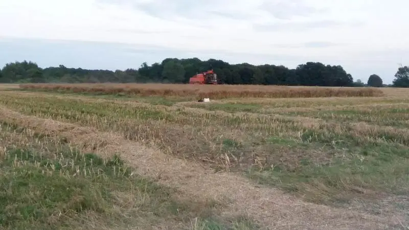Rapsen hos Fionia Agro blev høstet 5. august. Udbytterne svingede fra 42,0 hektokilo til 43,4 hektokilo. Bedst var den raps, der var pudset ned i 25 centimeters højde.