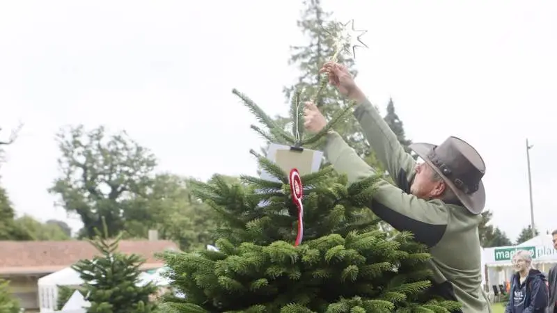 For første gang kunne Jørgen Bang fra Nibe sætte den gyldne vinderstjerne på en normannsgran fra sine 200 hektar med juletræer, da årets flotteste juletræ i går blev kåret ved Langesømessen. Fotos: Erik Hansen